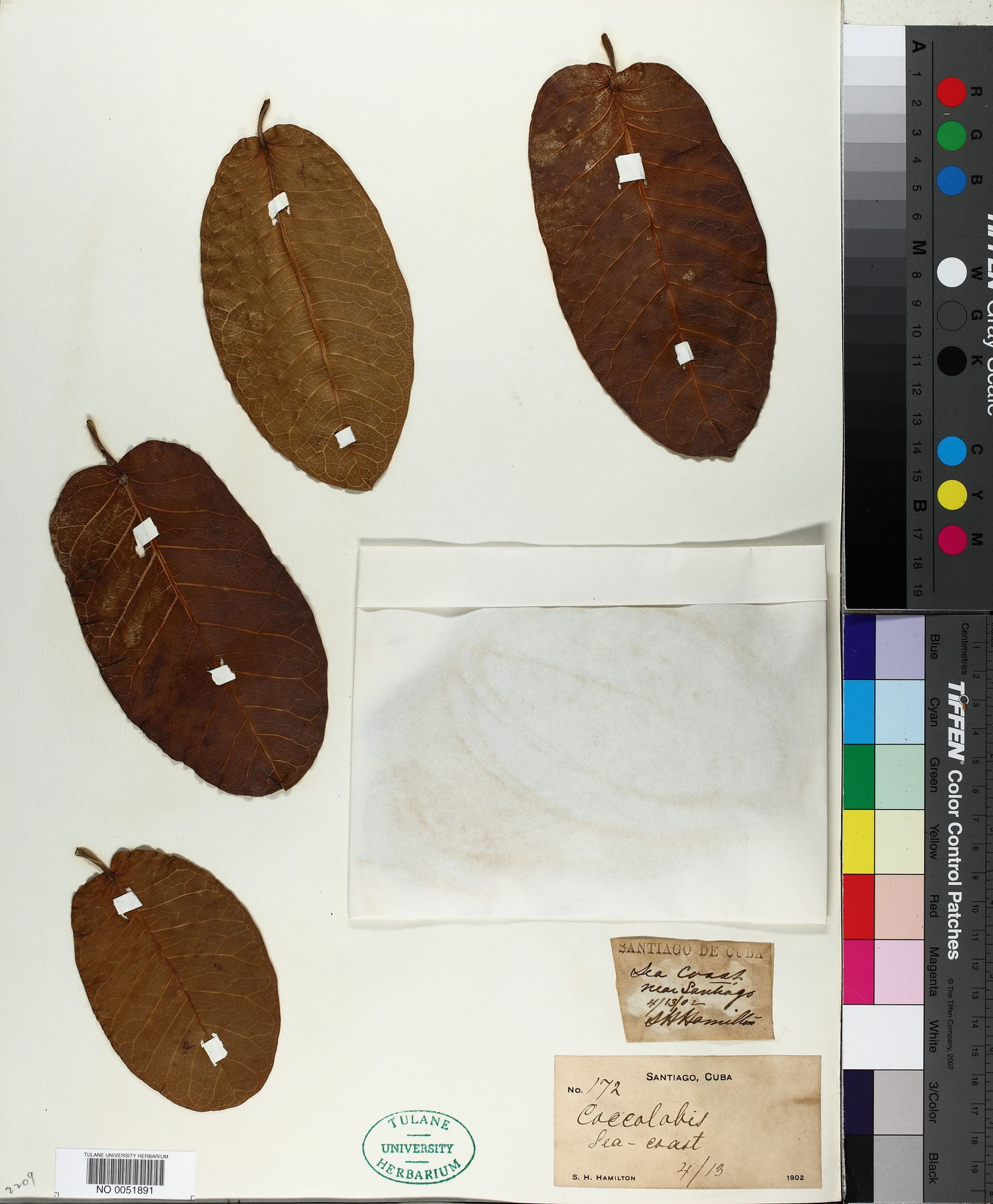 Coccolobis image