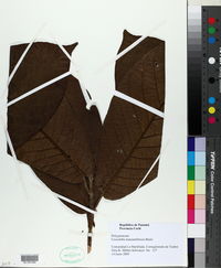Coccoloba manzinellensis image