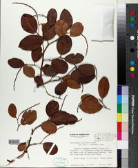 Coccoloba pyrifolia image
