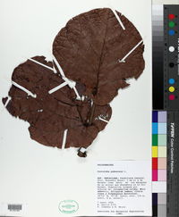 Coccoloba pubescens image