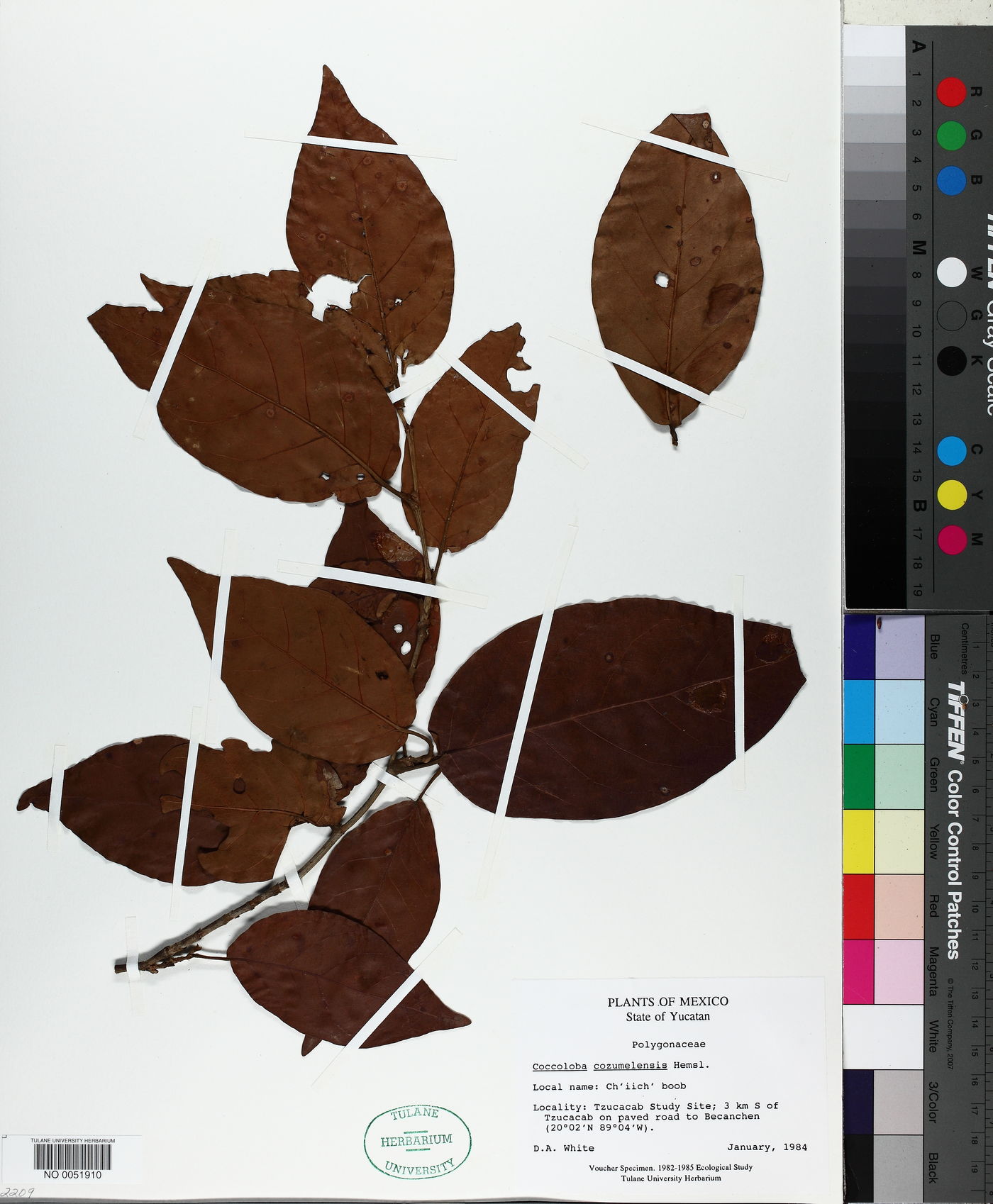 Coccoloba cozumelensis image