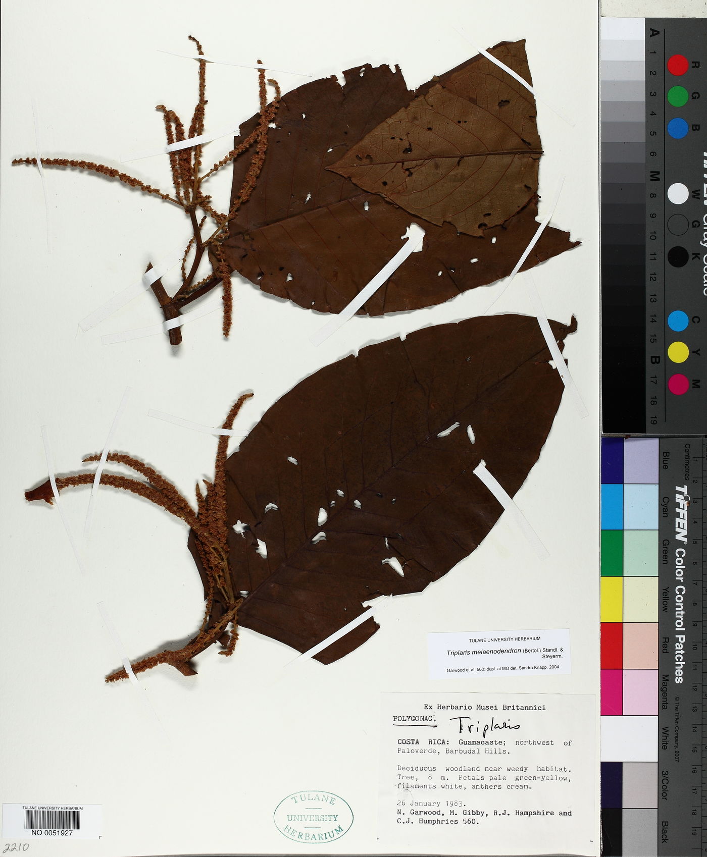 Triplaris melaenodendron image