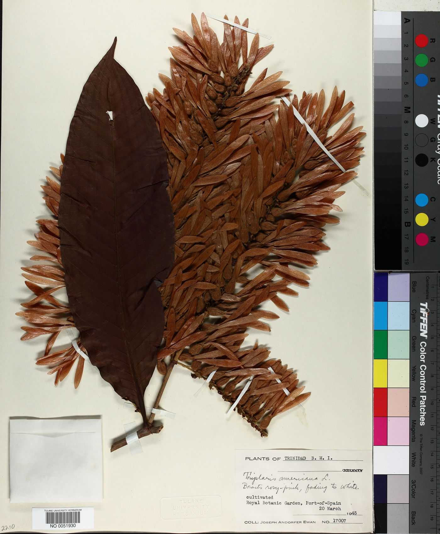 Triplaris americana image