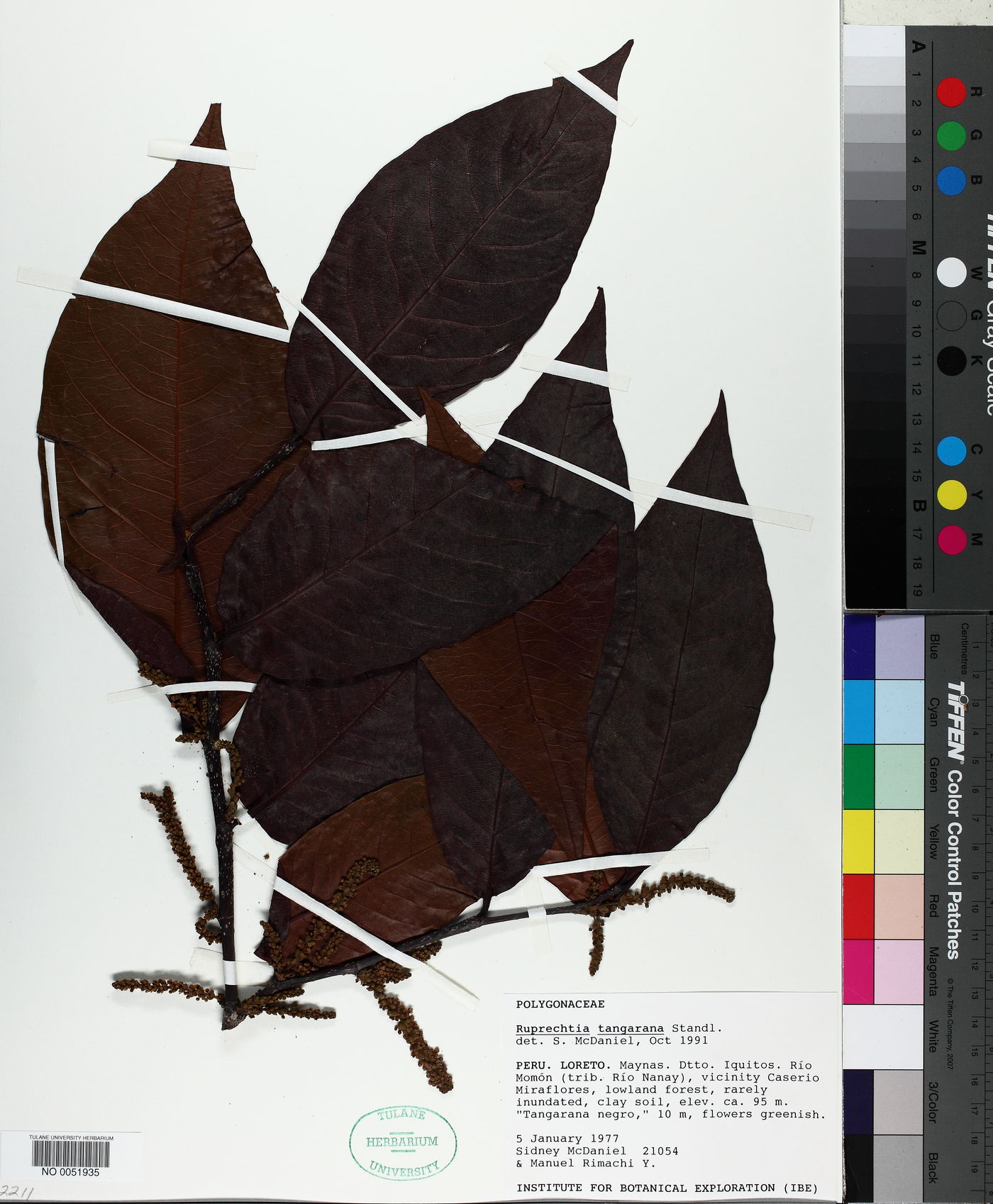 Ruprechtia tangarana image
