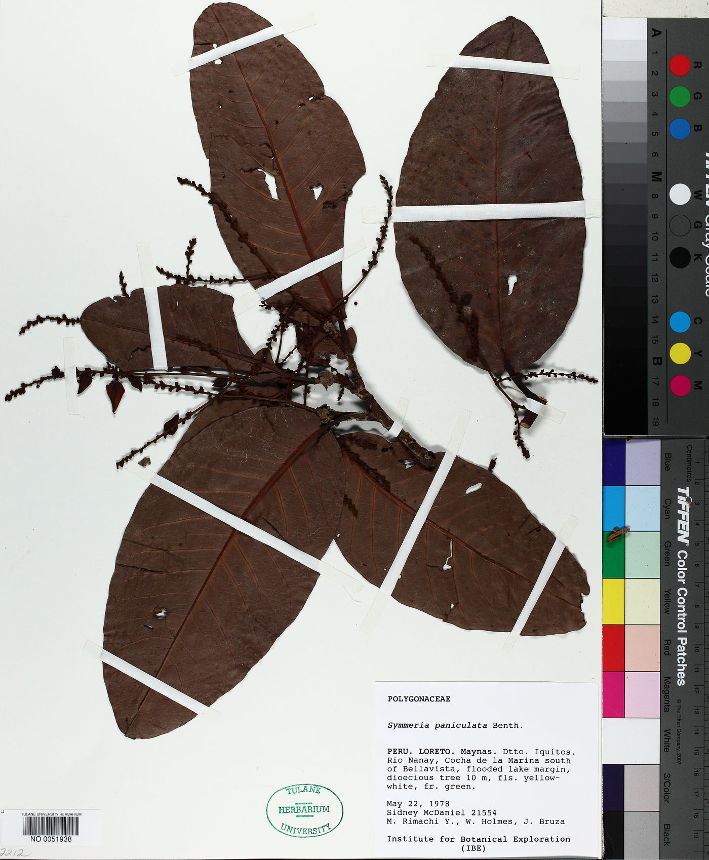 Symmeria paniculata image