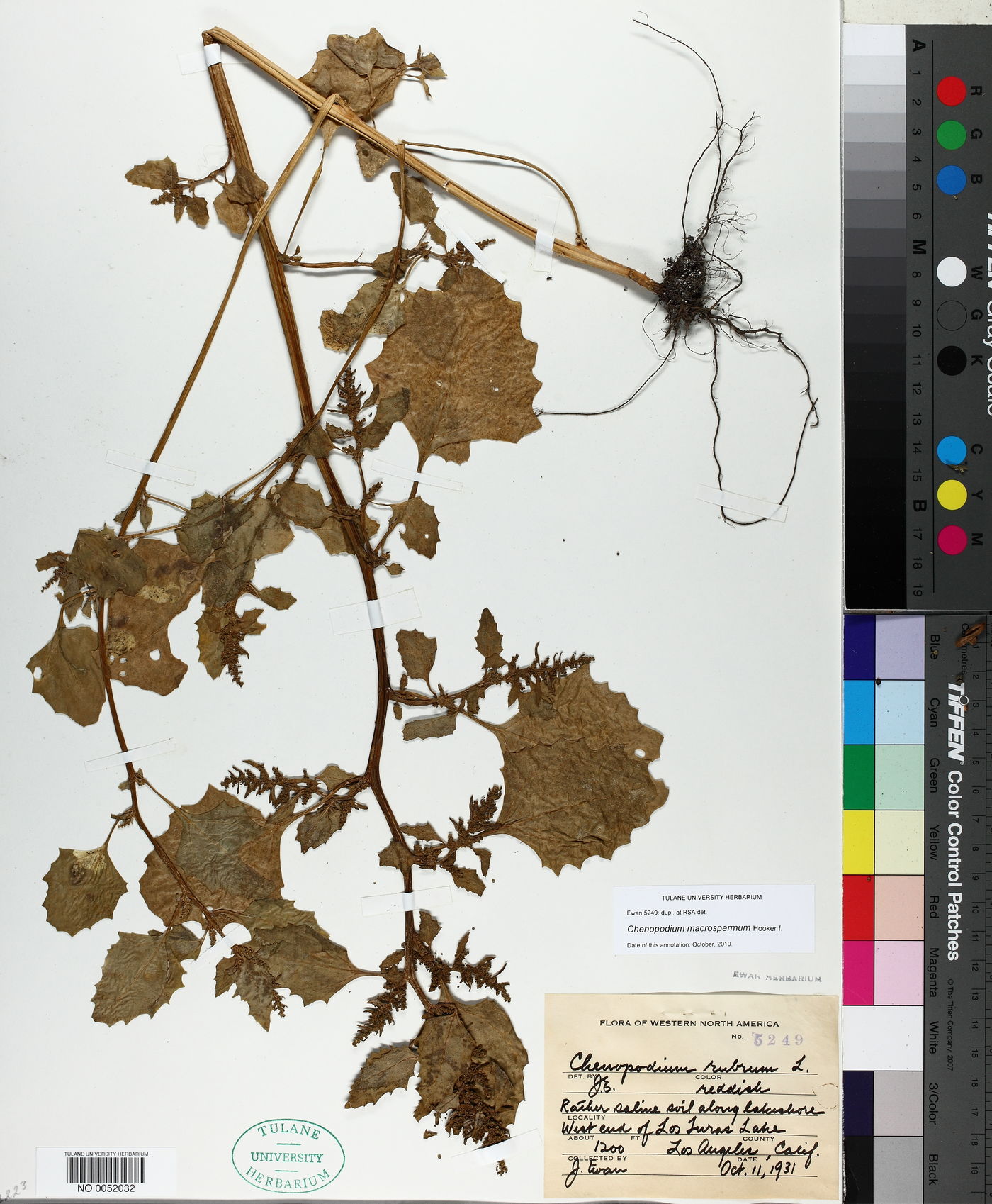 Oxybasis macrosperma image