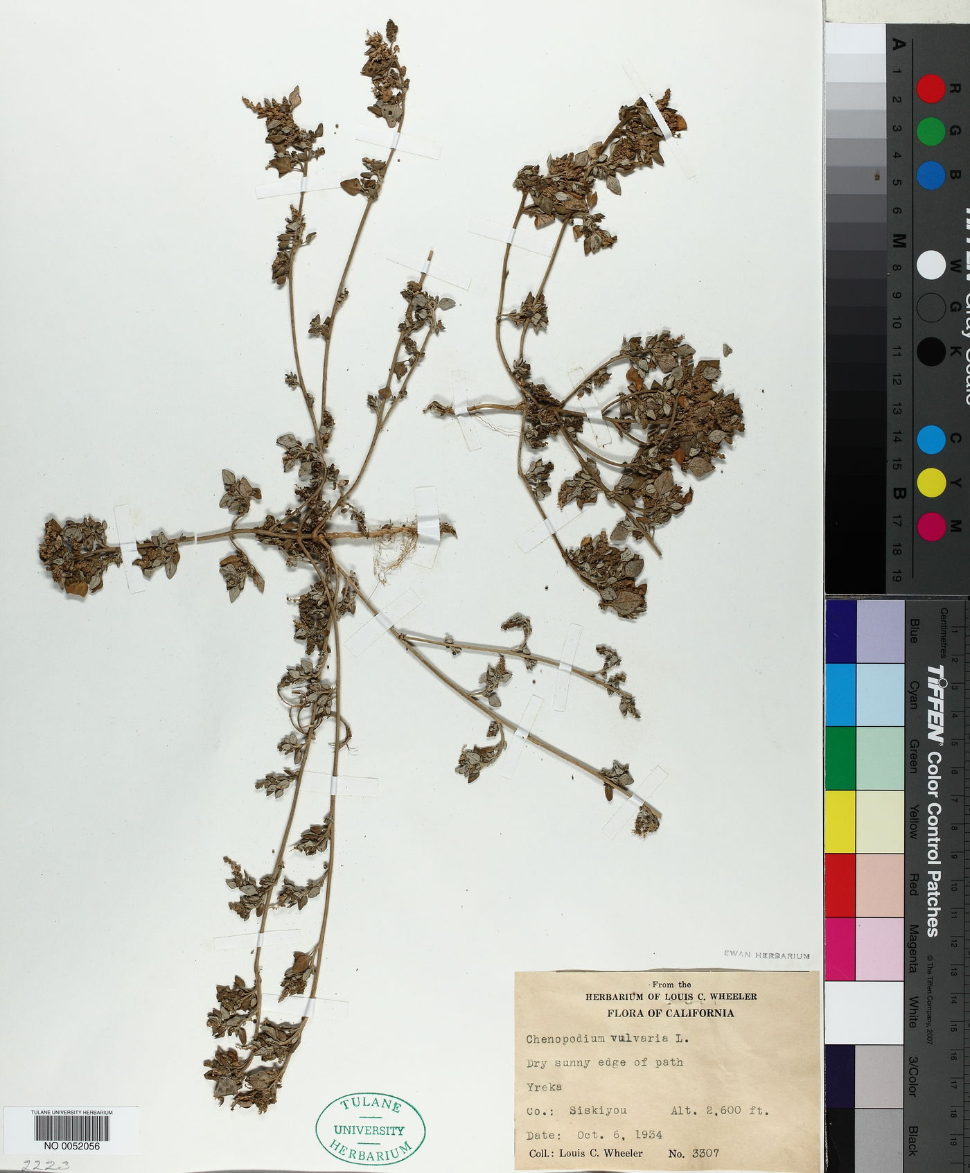 Chenopodium vulvaria image