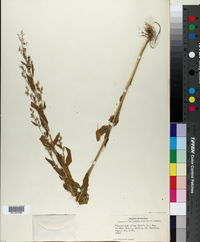Image of Chenopodium viride