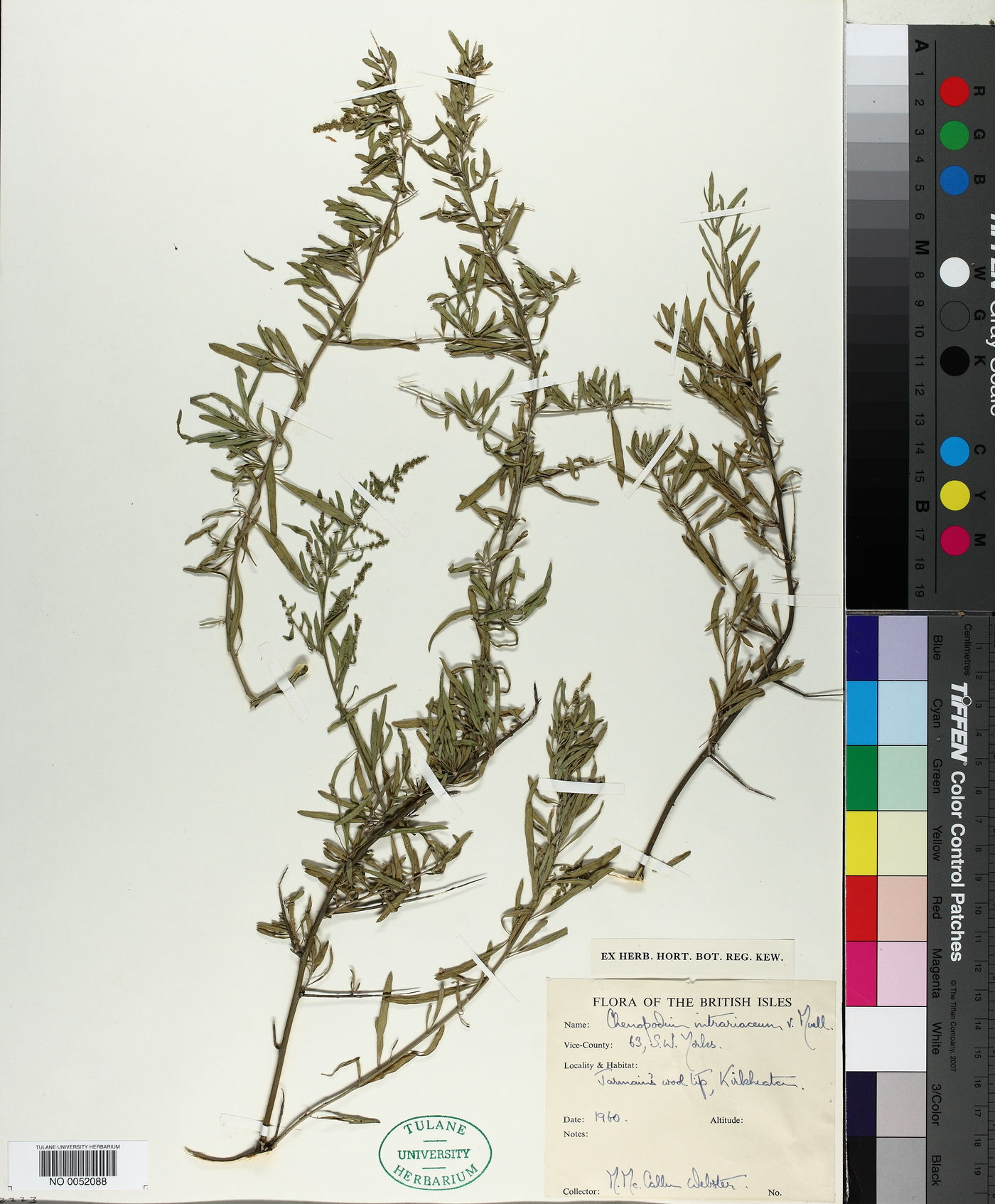 Chenopodium nitrariaceum image