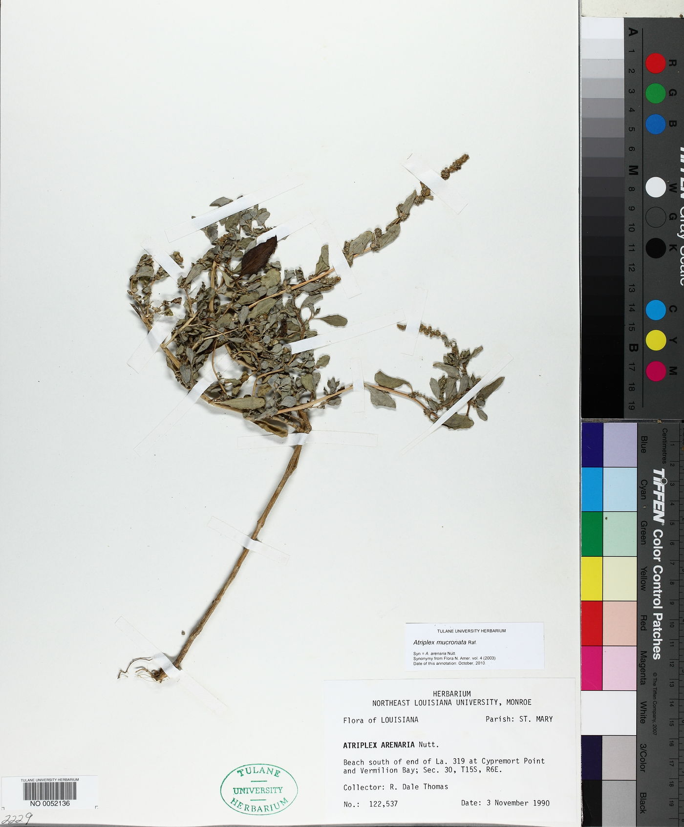 Atriplex mucronata image
