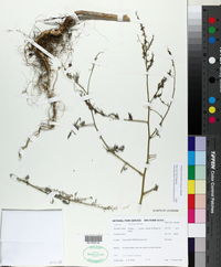 Atriplex pentandra image