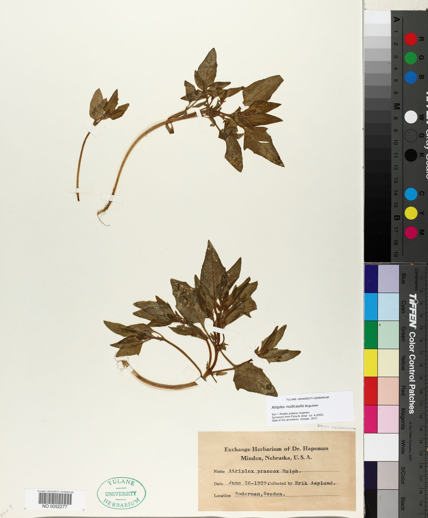 Atriplex nudicaulis image