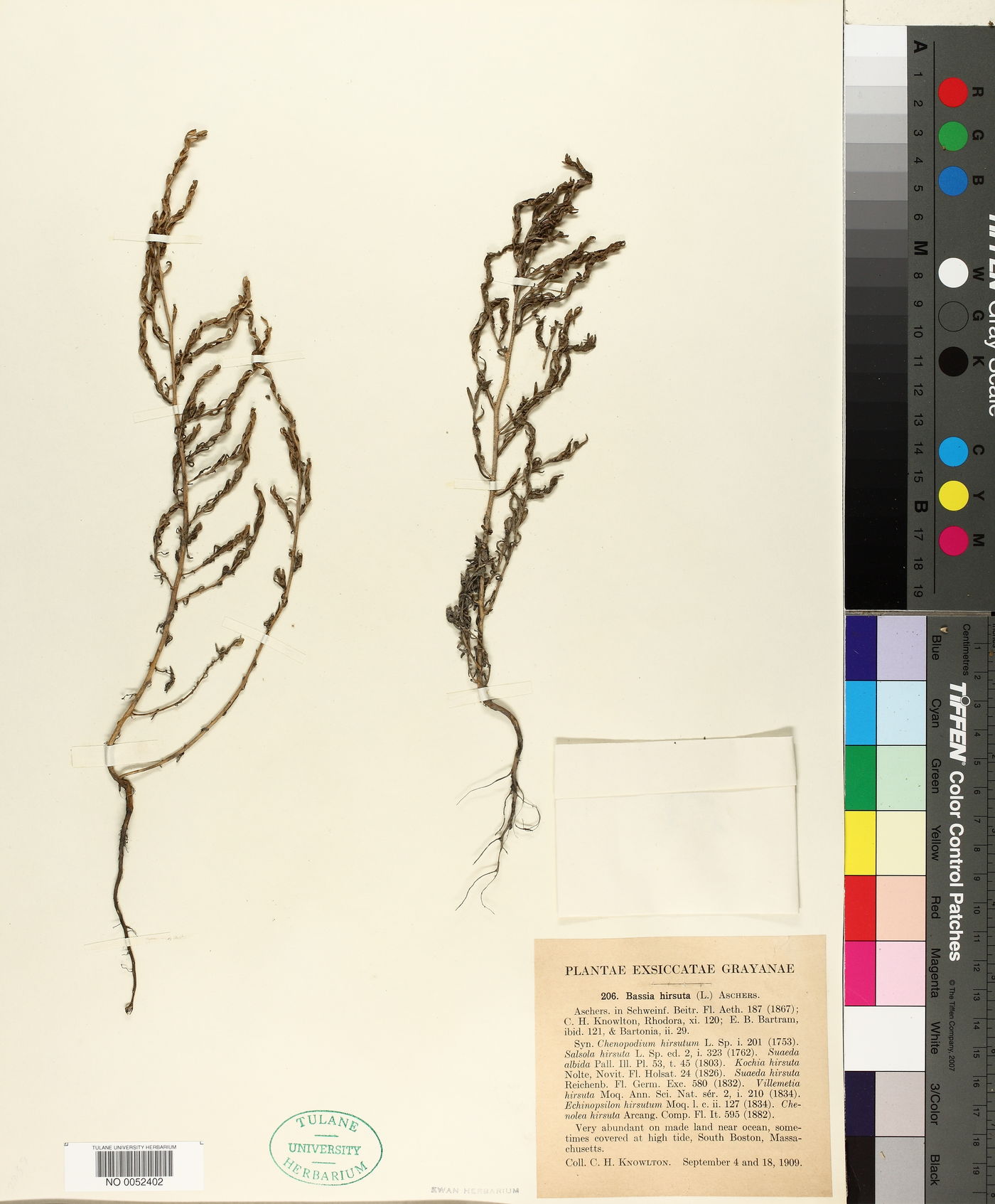 Bassia hirsuta image