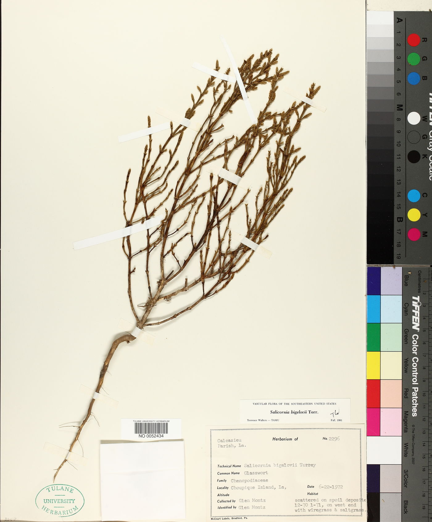 Salicornia bigelovii image
