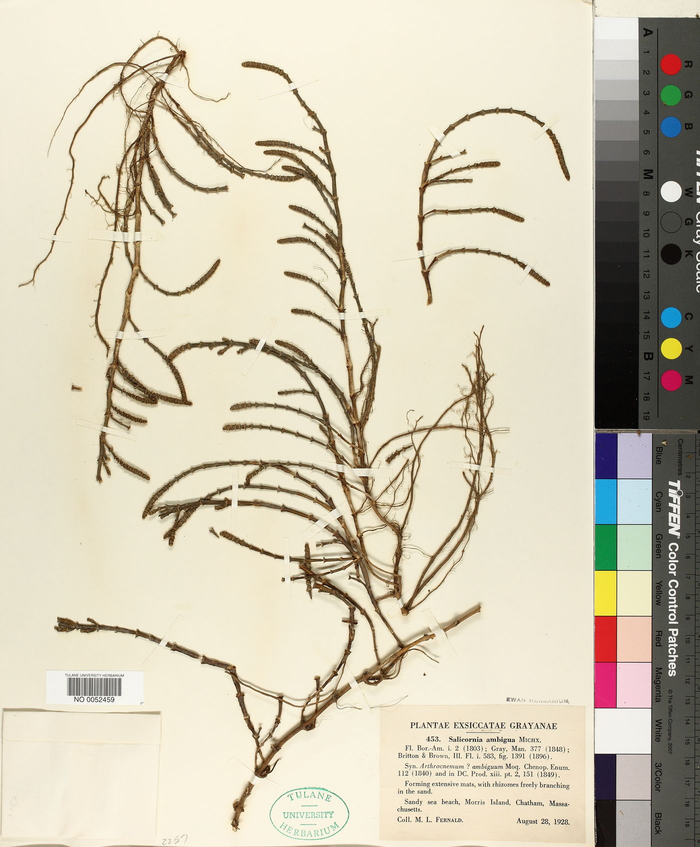 Salicornia ambigua image