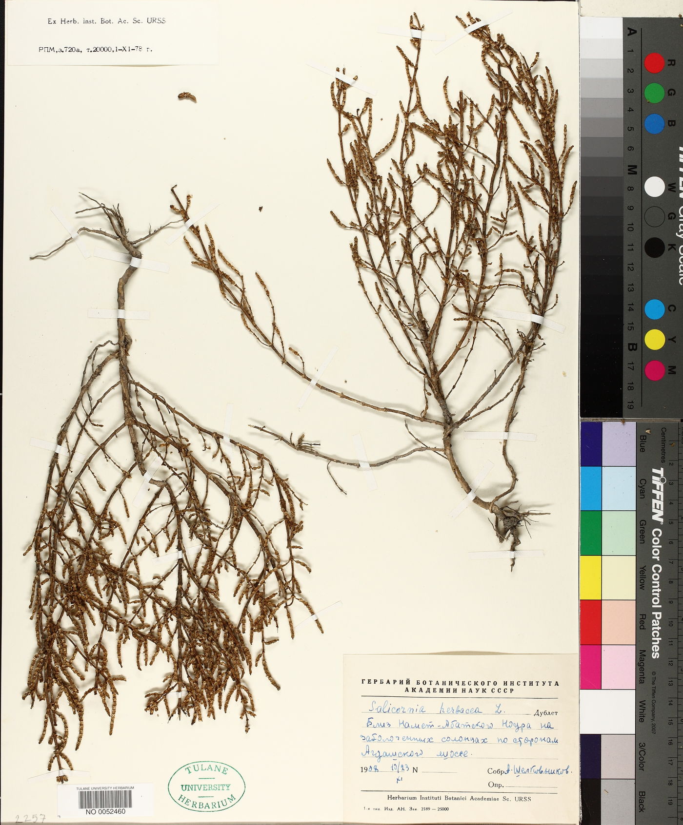 Salicornia herbacea image