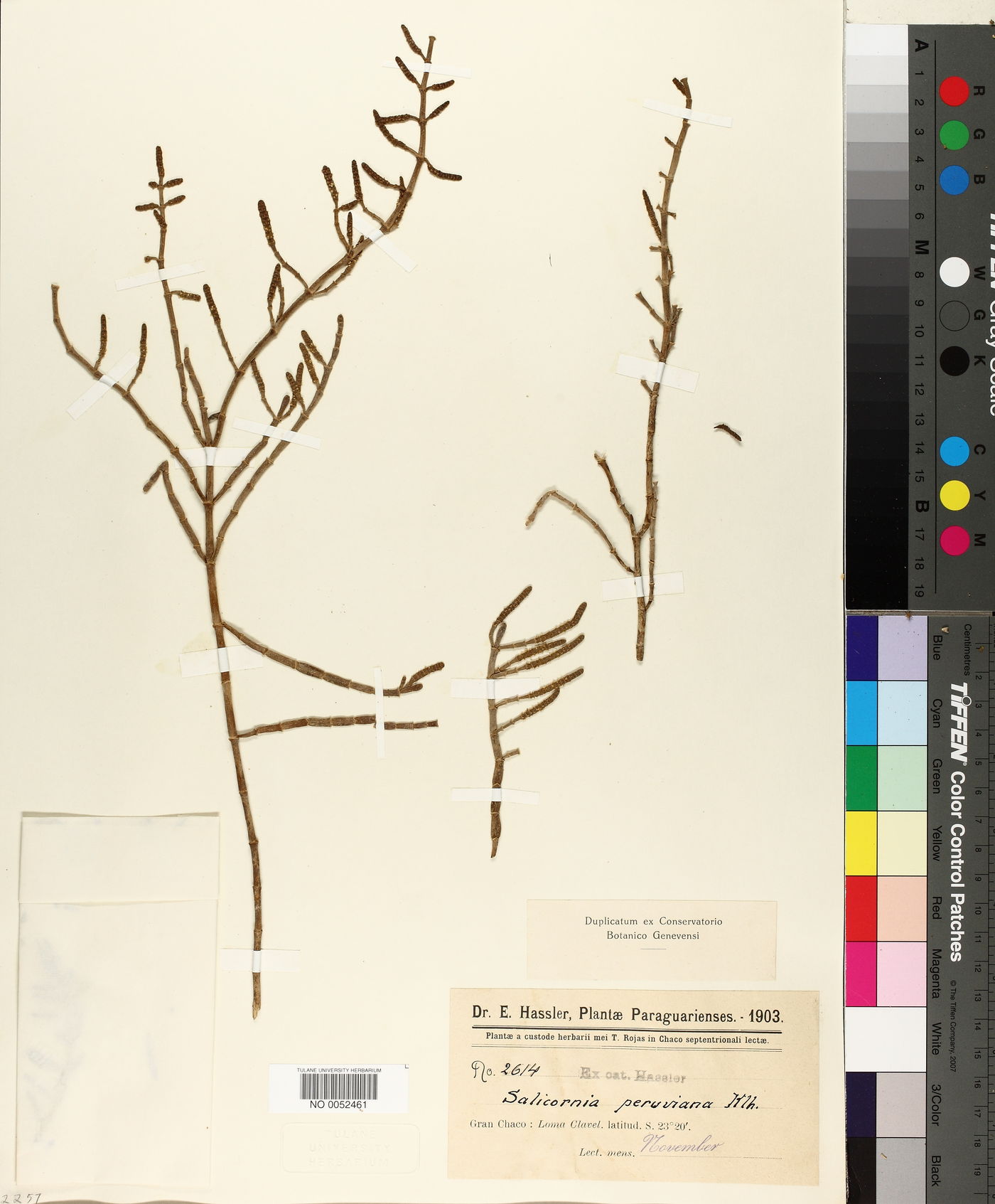 Salicornia andina image
