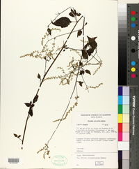 Image of Celosia elegantissima