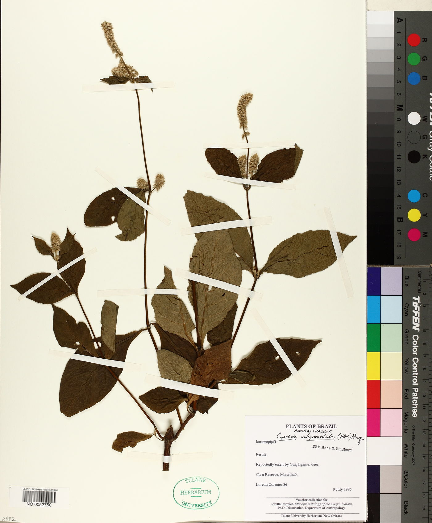 Cyathula achyranthoides image