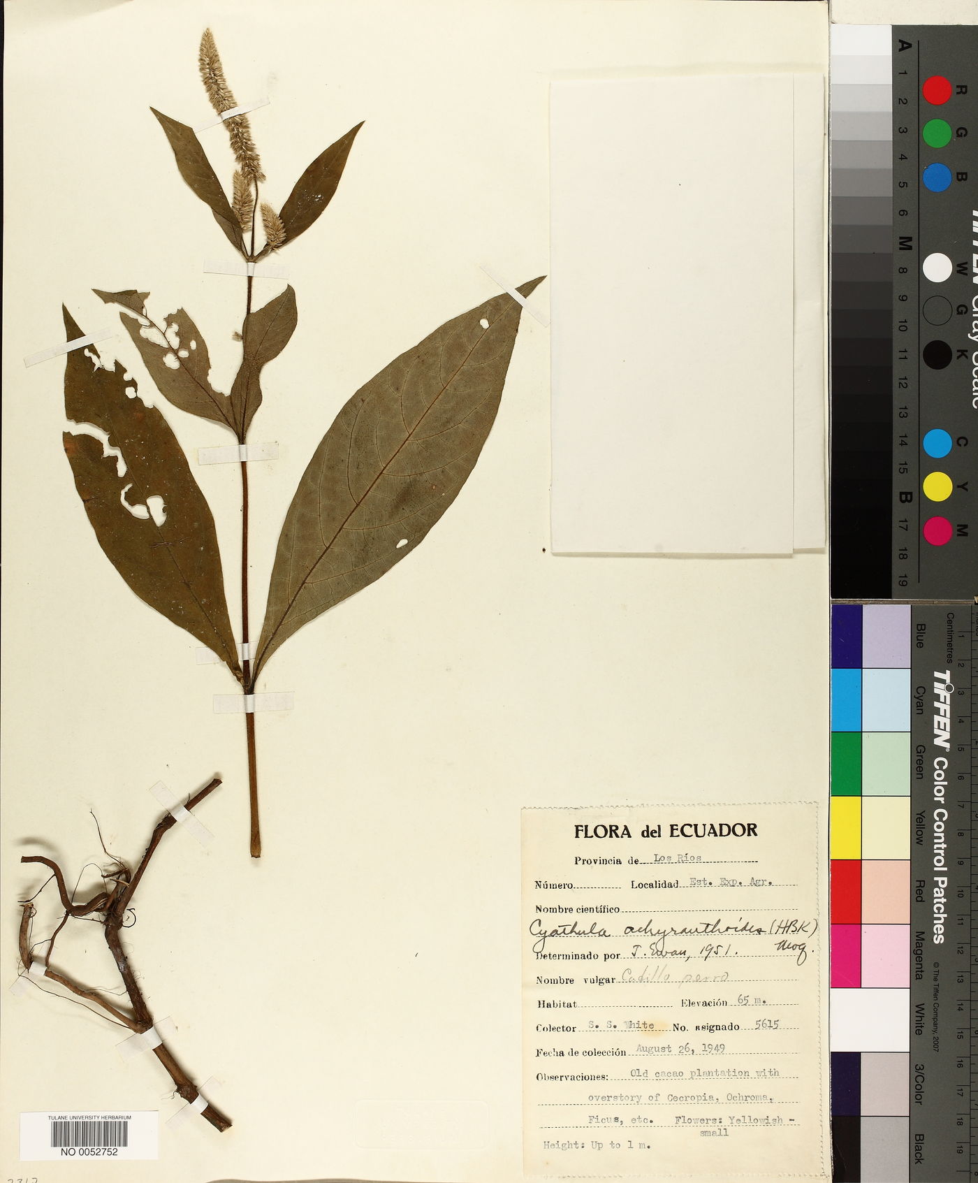 Cyathula achyranthoides image