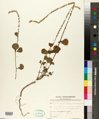 Achyranthes aspera image