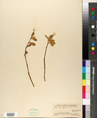 Alternanthera philoxeroides image