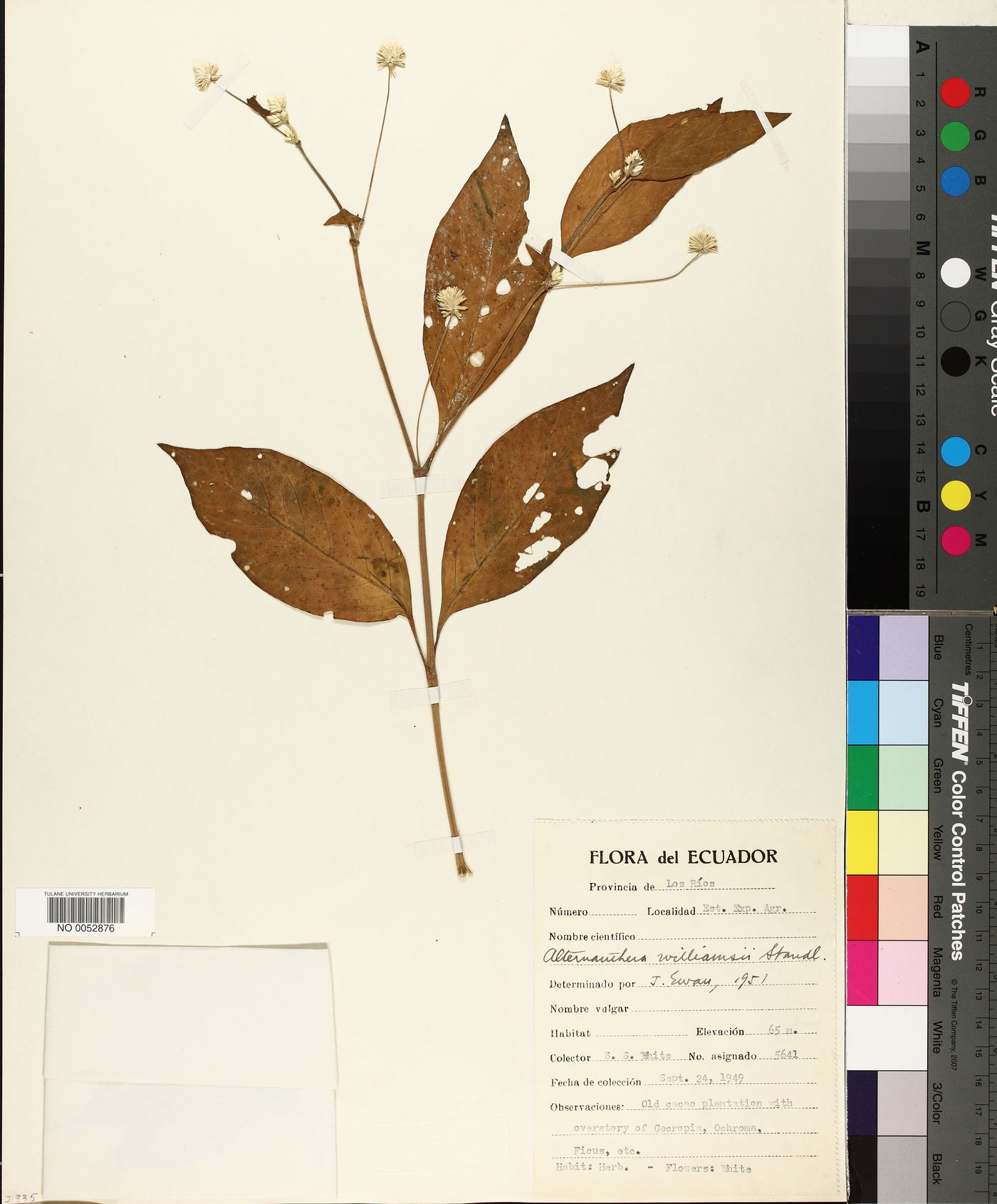 Alternanthera pubiflora image