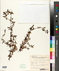 Achyranthes philoxeroides image