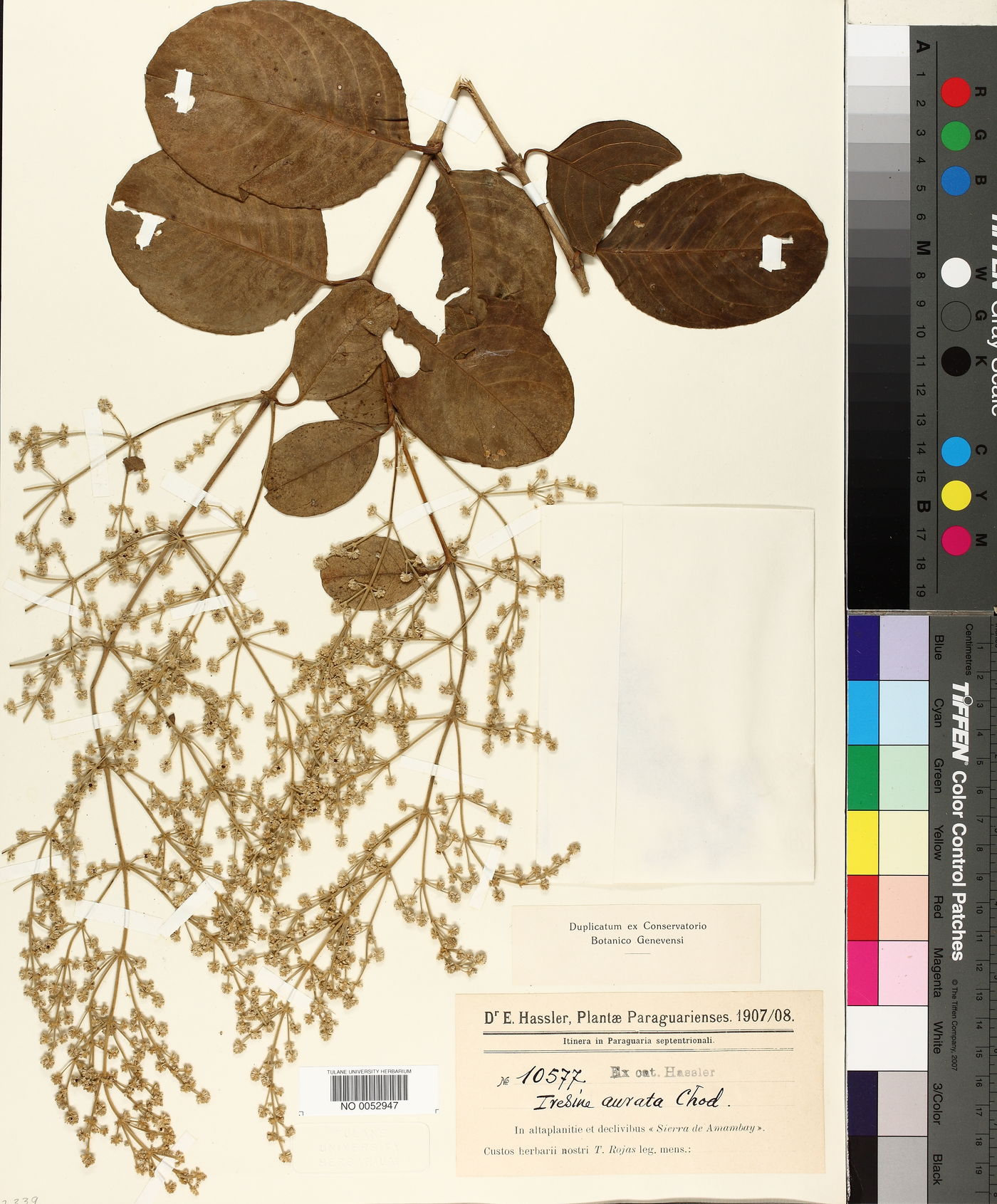 Hebanthe occidentalis image