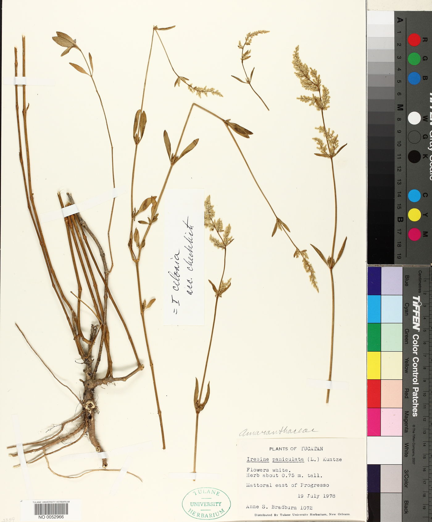 Iresine paniculata image