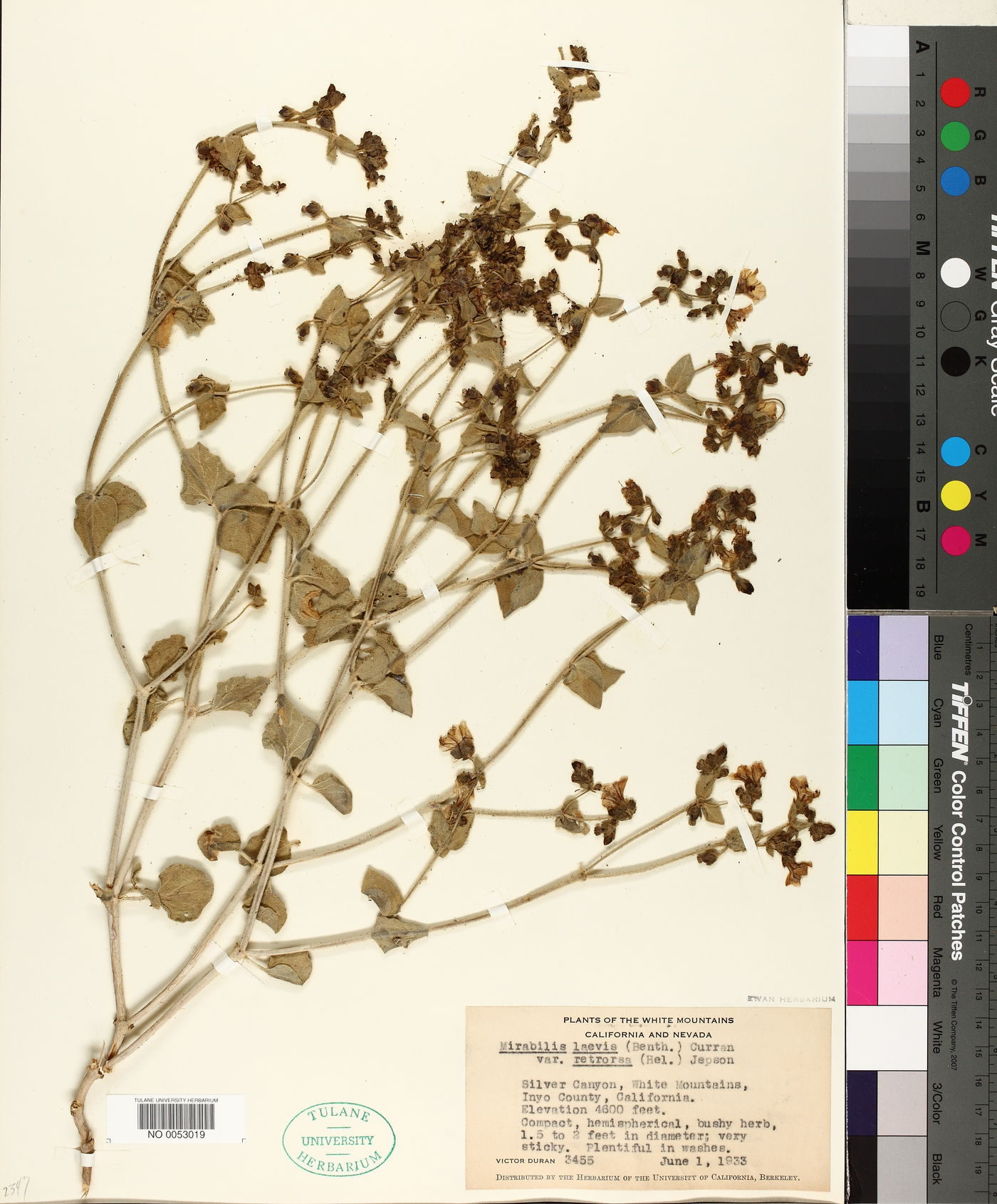 Mirabilis laevis var. retrorsa image
