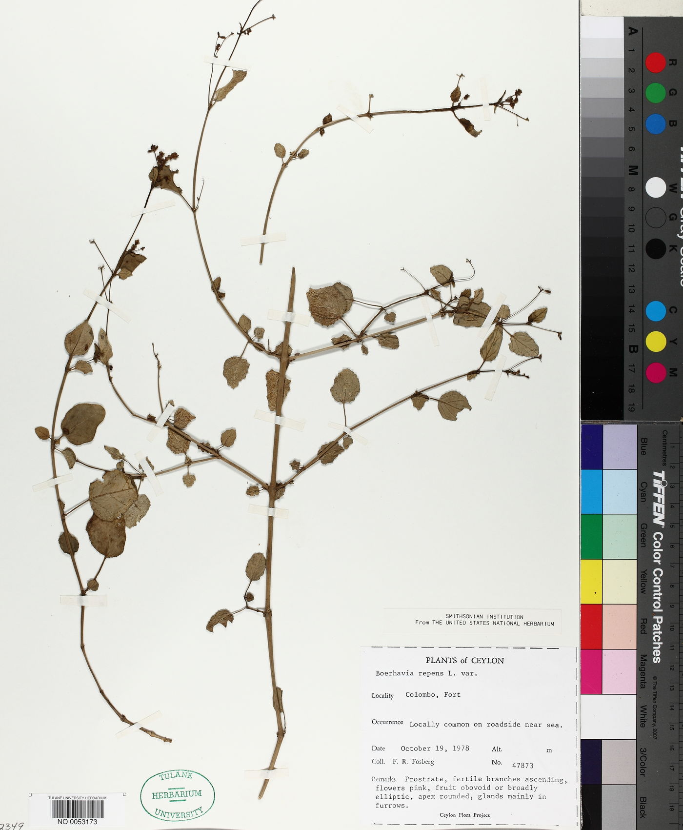 Boerhavia repens image