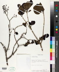 Pisonia albida image