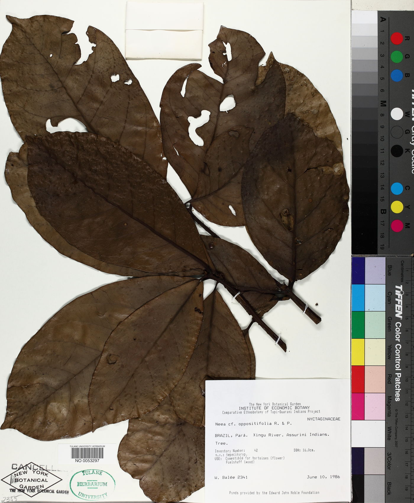 Neea oppositifolia image