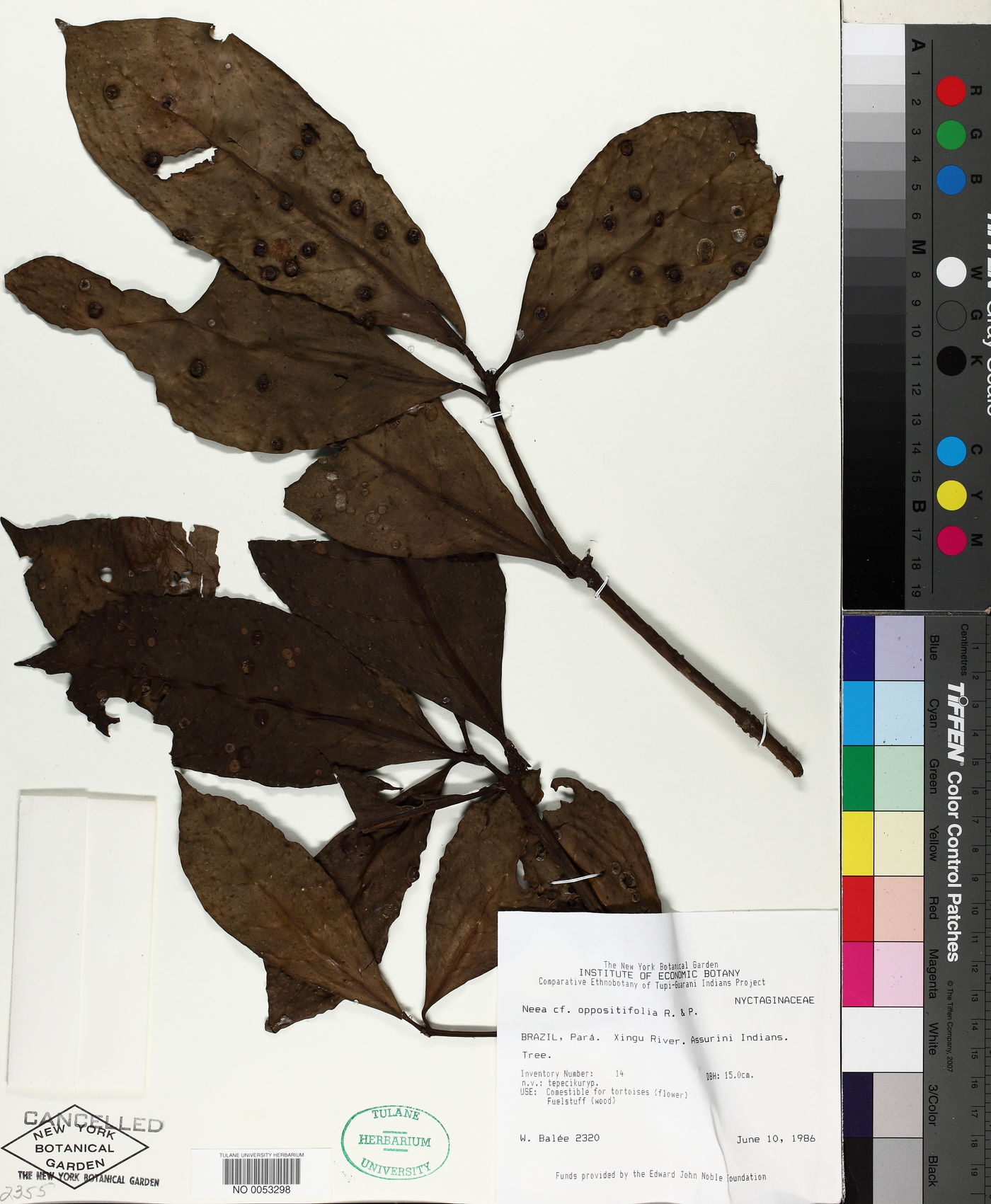 Neea oppositifolia image