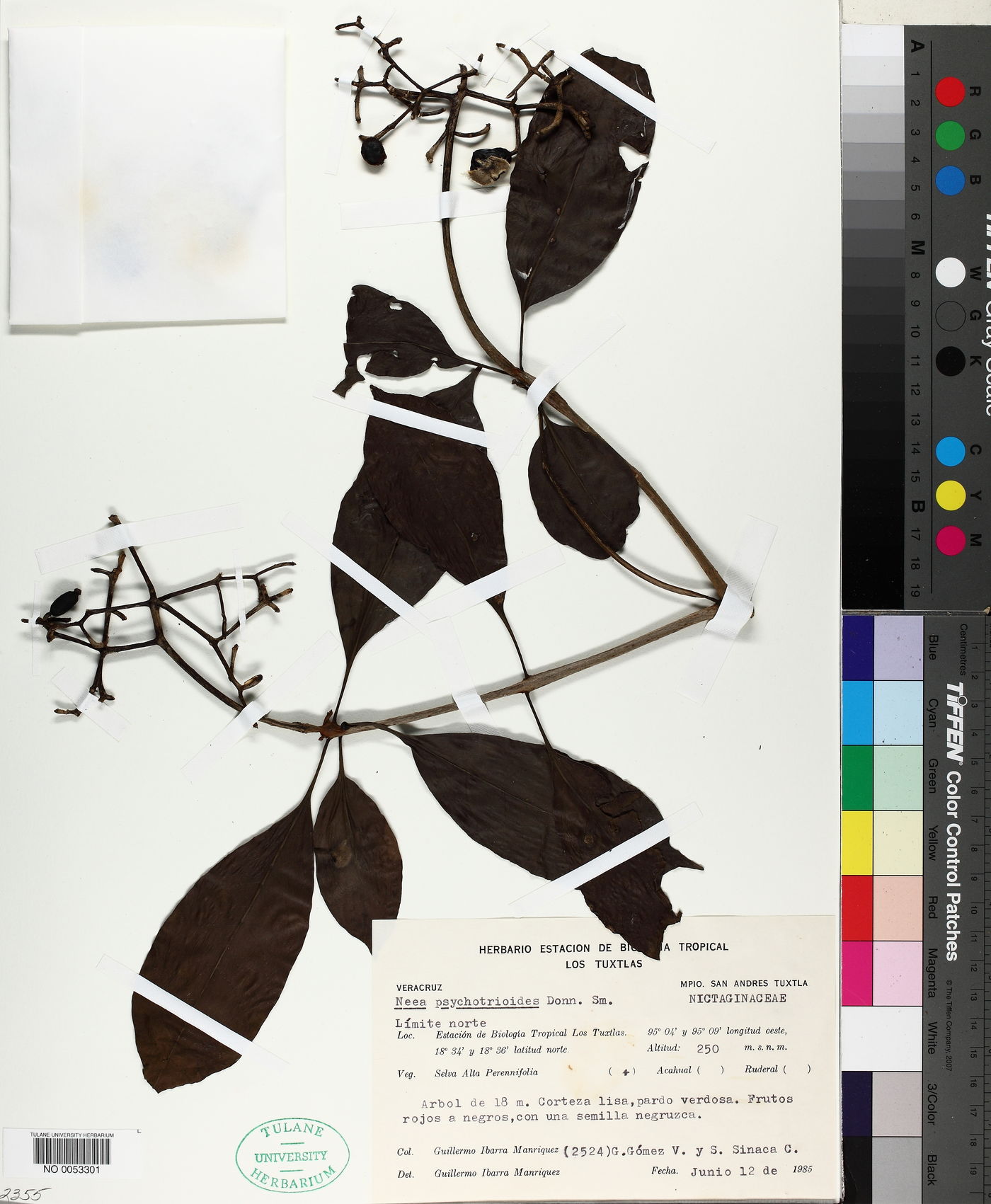Neea psychotrioides image