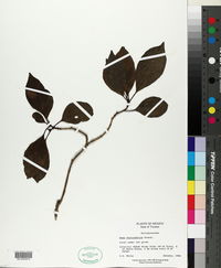 Neea choriophylla image