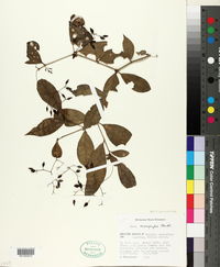 Neea choriophylla image