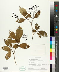 Image of Neea choriophylla