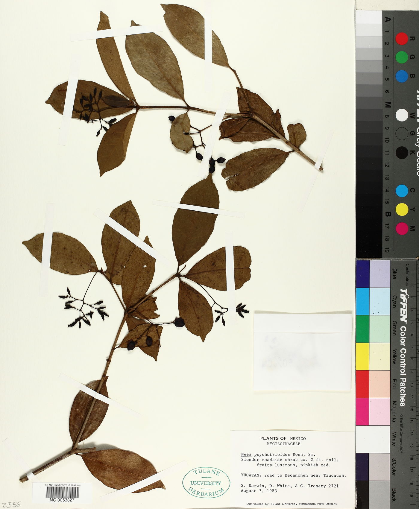 Neea psychotrioides image