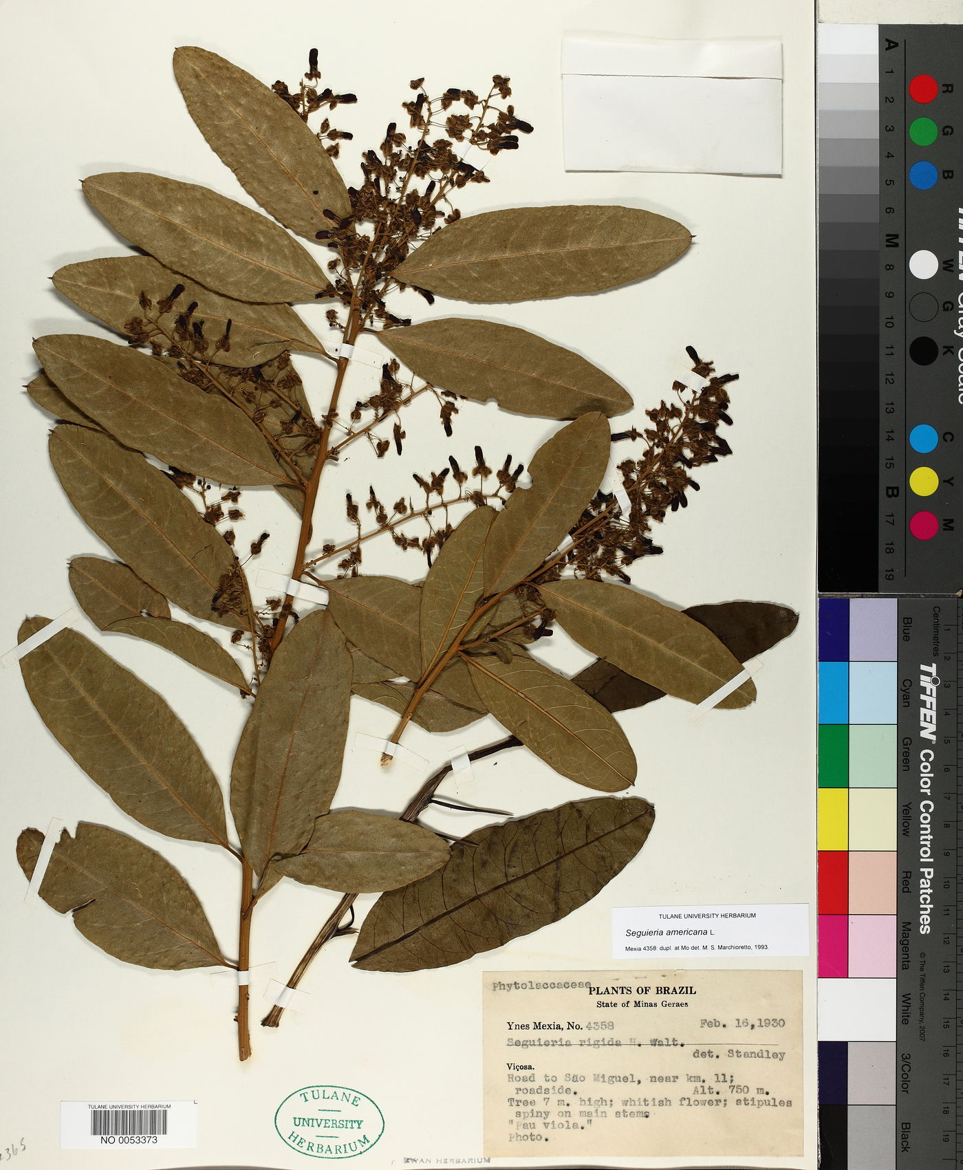 Seguieria americana image