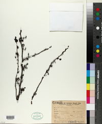 Achatocarpus praecox image