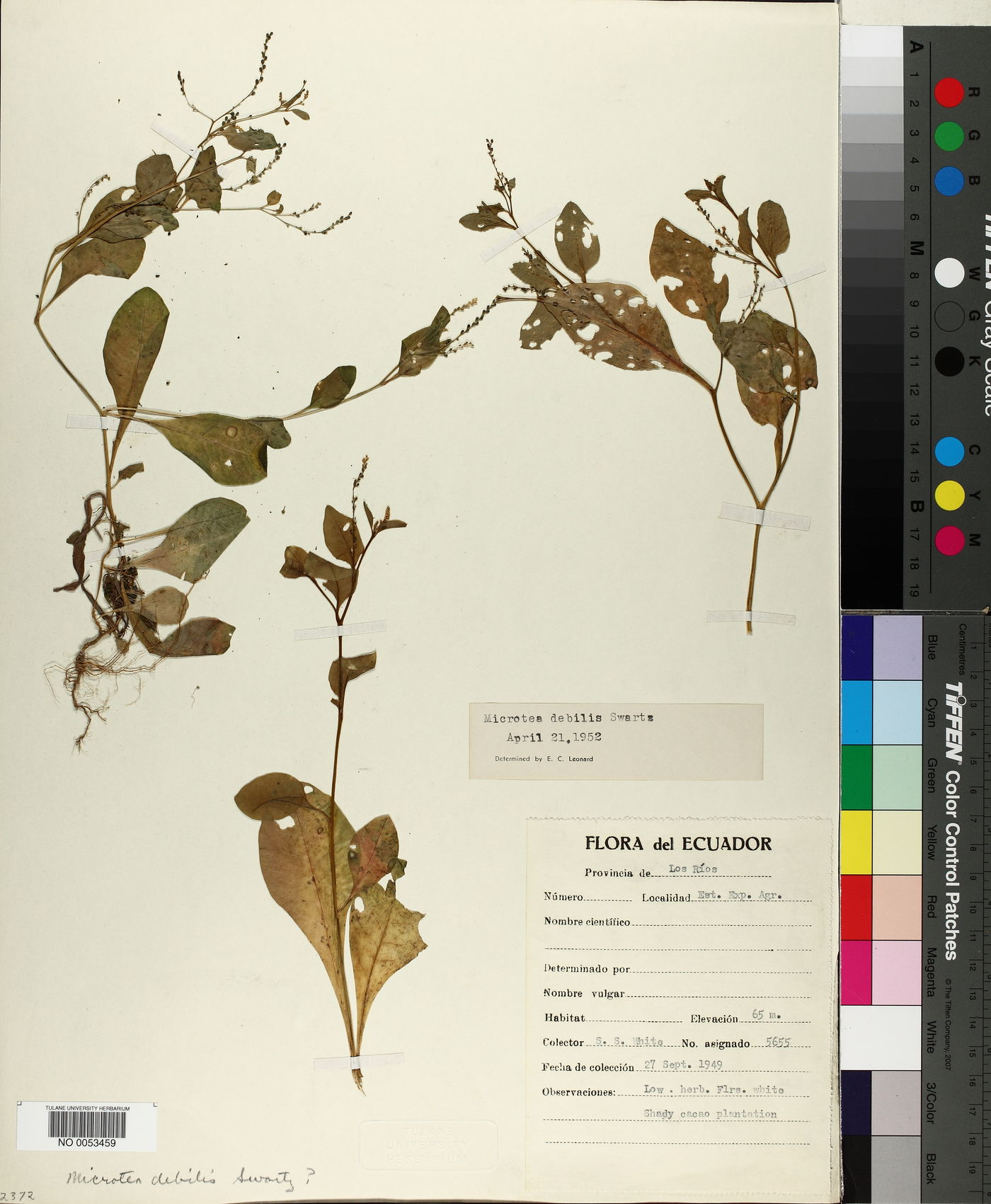 Microtea debilis image