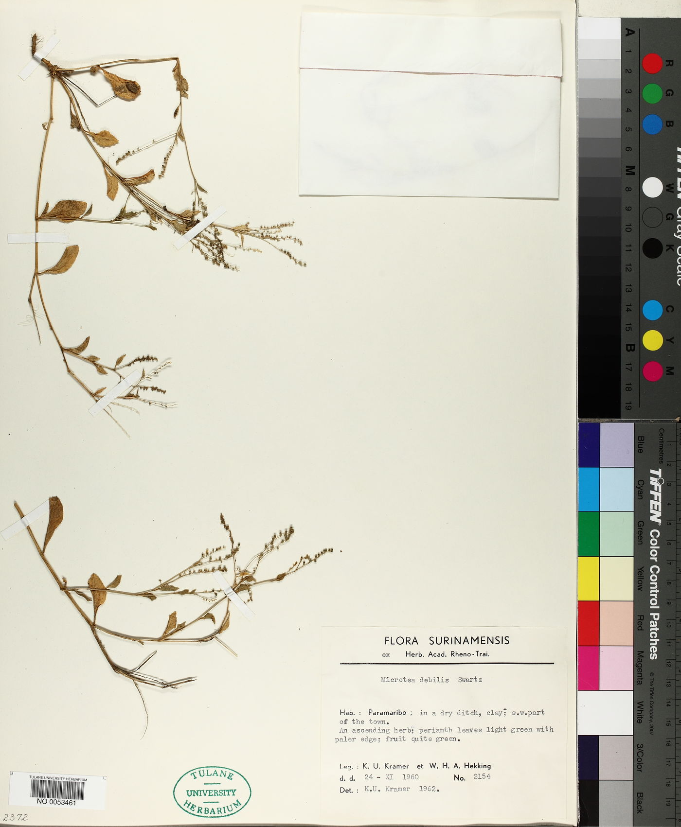 Microtea image