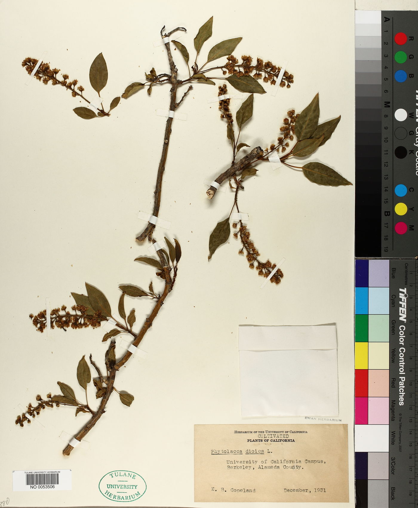 Phytolacca dioica image