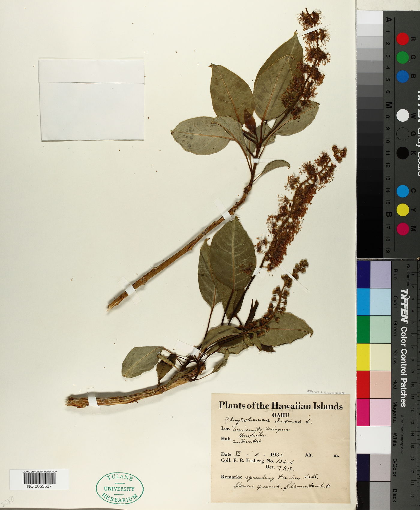 Phytolacca dioica image