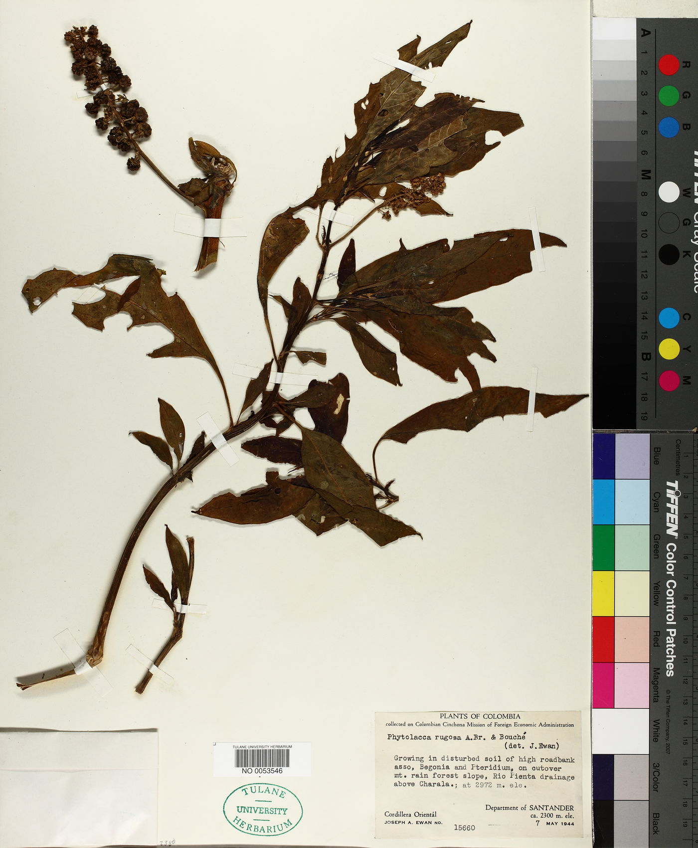Phytolacca rugosa image
