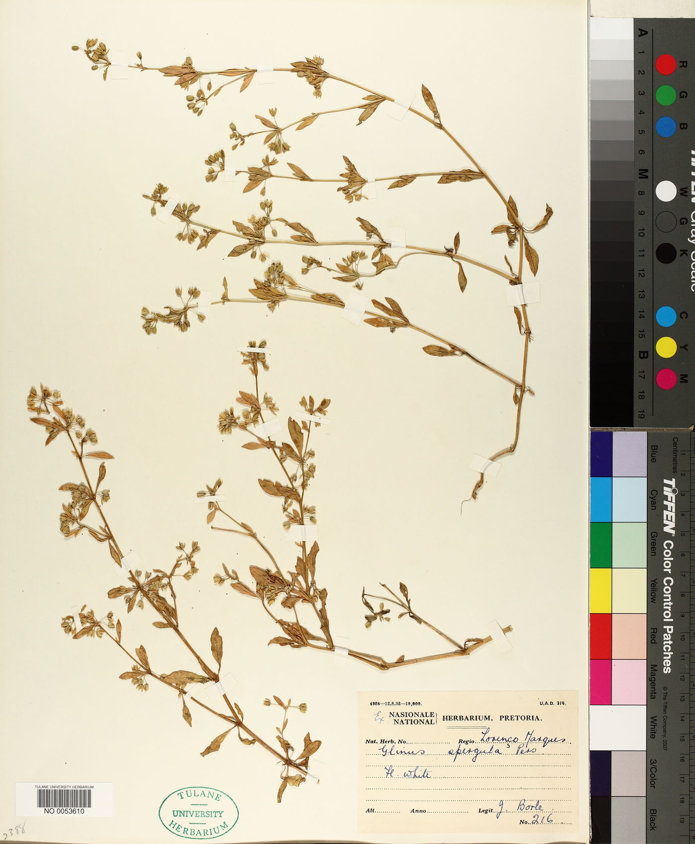Glinus oppositifolius image