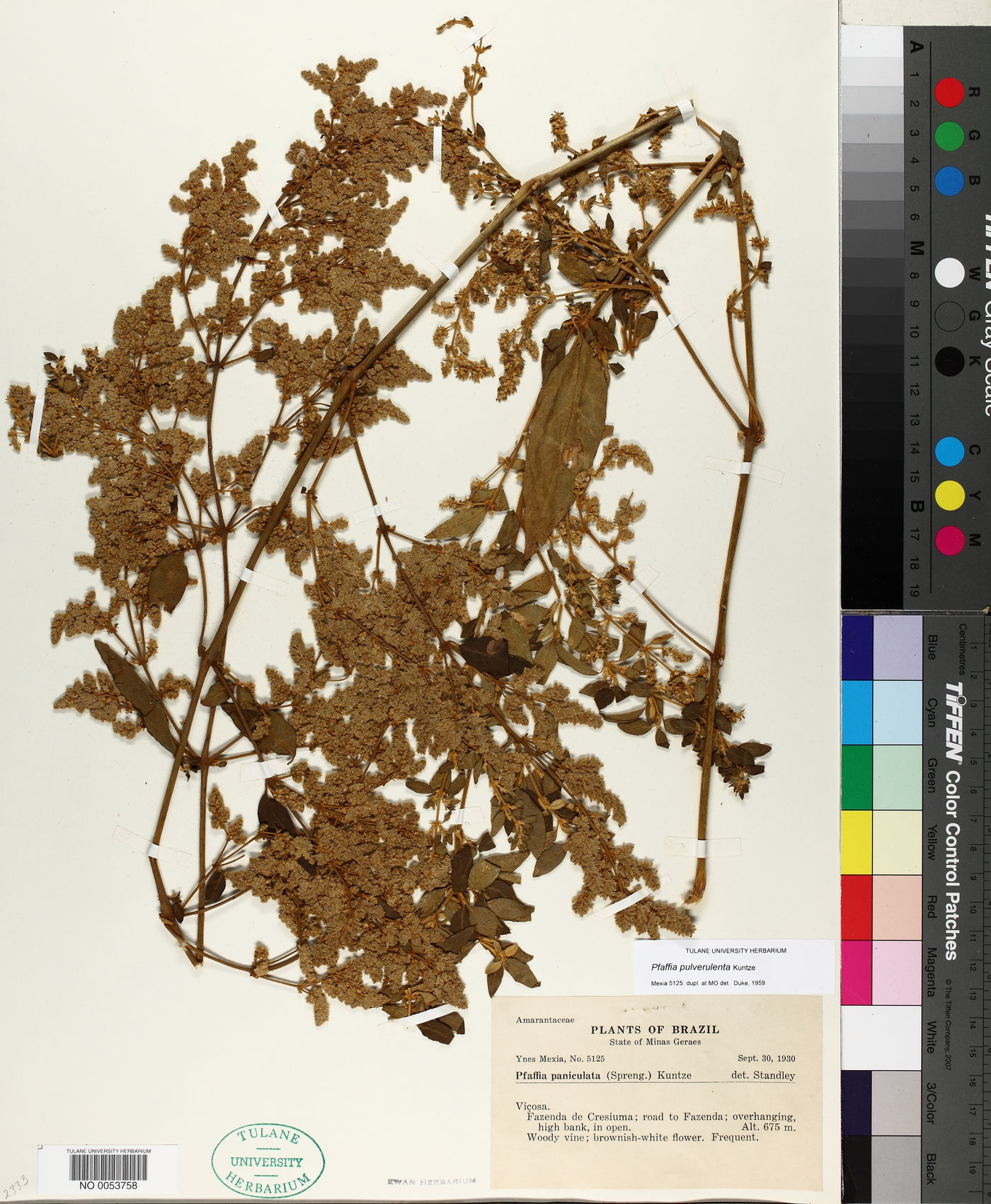 Pfaffia pulverulenta image