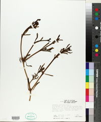 Sesuvium portulacastrum image